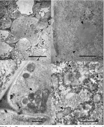 FIG. 1 - Transmission electron micrographs from infected grapevine (Vitis  spp.) callus tissue