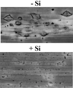 FIG. 5 - Development of leaf blast symptoms at 96 h after inoculation with Magnaporthe grisea in rice plants nonamended (-Si) or amended (+Si) with silicon.