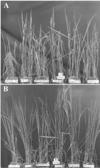 FIG. 3 - Symptoms of sheath blight caused by Rhizoctonia solani on six Brazilian cultivars of rice (Oryza sativa)
