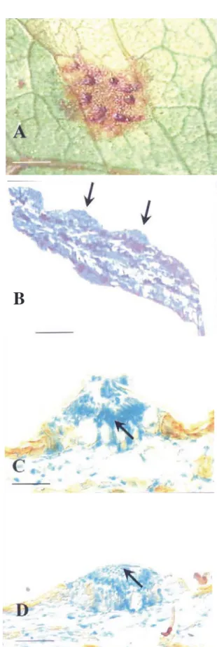 FIG. 1 - Anthomyces brasiliensis. A) Espermogônios ao microscópio estereoscópico; B) Espermogônios anfígenos em secção longitudinal; C) Espermogônio subcuticular com espermacióforos em paliçada (seta); D) Espermogônio contendo espermácios (seta)