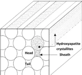 Figura 3 - Microestrutura do esmalte. Neste esquema identifica-se os cristais de hidroxiapatite presentes  nos prismas do esmalte
