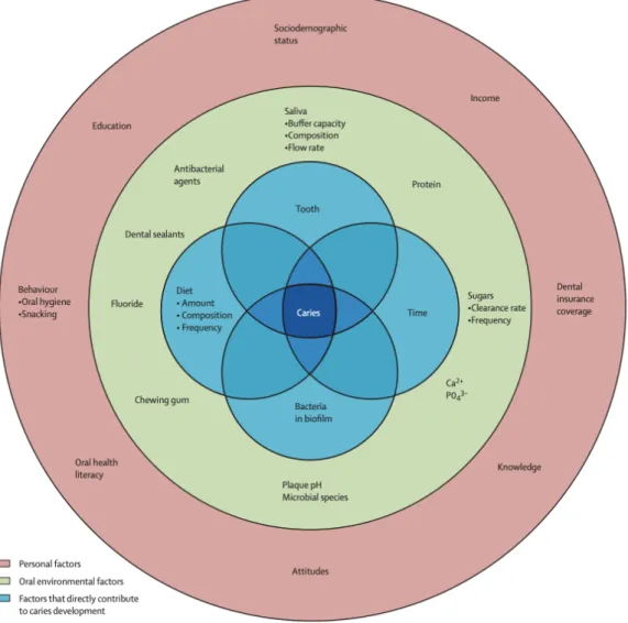 Figura 8 - Ilustração dos fatores que contribuem para o desenvolvimento da doença de cárie (Adaptado  de Selwitz et al., 2007) 