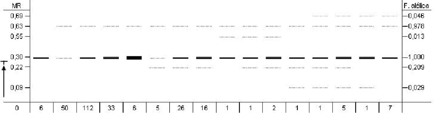 FIG. 1 - Zimograma representando as seis bandas isoesterásicas de genótipos de trigo (Triticum aestivum) com suas respectivas MRs (Migração Relativa), que apresentam, conforme o padrão de bandas e a sua freqüência alélica.