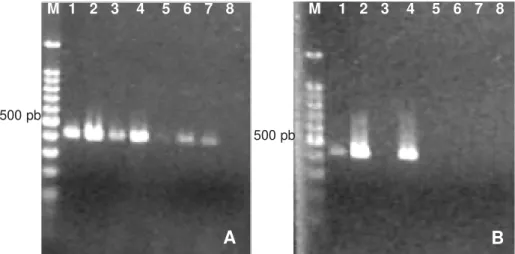 FIG. 1 - Produtos da PCR usando os oligonucleotídeos iniciadores recAF e recAR com duas temperaturas de anelamento  A, 60 °C; B, 65 °C