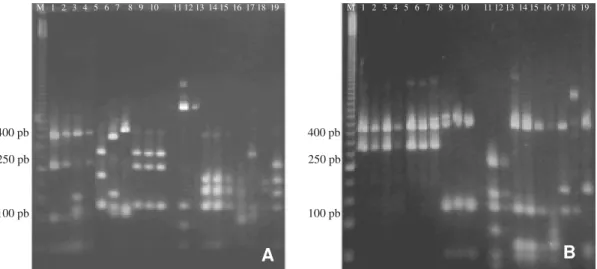 FIG. 2 - Padrões de PCR-RFLP do gene recA com as edonucleases de restrição HhaI (A) e TasI (B)