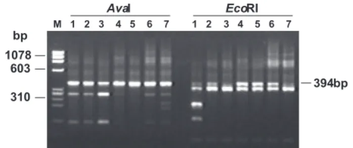FIG. 2 -  Restriction fragments of the PCR-amplified RT sequences  from  C.  perniciosa  obtained  by  digestion  with  Ava I  and  Eco RI