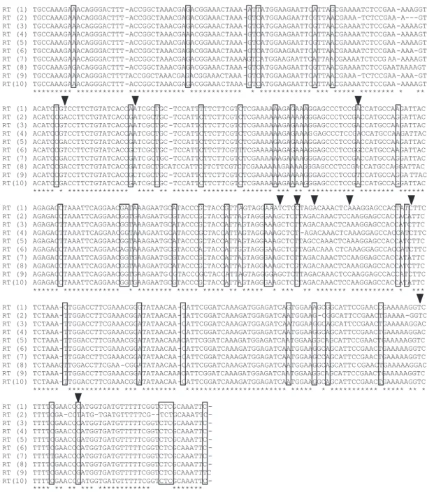 FIG. 3 - Alignment of the RT-like sequences. RT (1) indicates the sequence obtained from the sequencing database project  (GenBank  n° AY676620);  RT  (2  to  10)  indicates  the  sequences  of  fragments  obtained  in  this  work  (GenBank  numbers  AY676