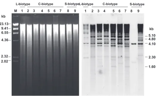 FIG. 4 - Southern blot analysis of total DNA from C. perniciosa isolates using the RT amplified  sequence as probe