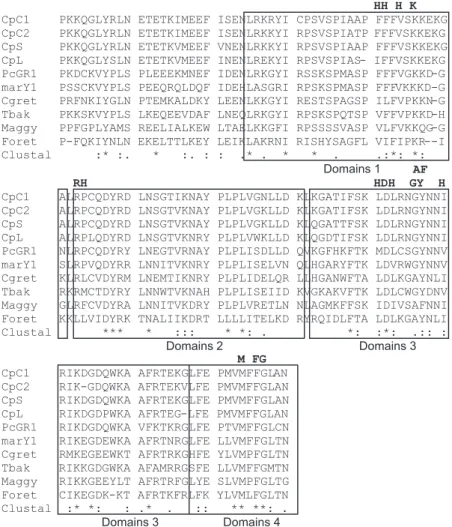 FIG. 5 - Deduced partial amino acid sequence from  C. perniciosa  RT protein aligned with the homologous polypeptides  from different filamentous fungi