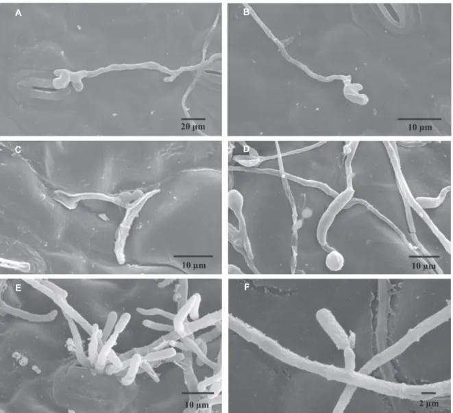 FIG.  1  -   Eletromicrografia  de  varredura  mostrando  eventos  de  pré-penetração  de  Colletotrichum   ssp