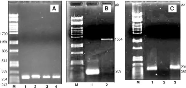 FIG. 1 - Análise de produtos da RT-PCR por eletroforese em gel de agarose 1,2%. (M) DNAλ/PstI