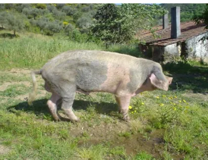 Figura 2 - Exemplar raça bísara  (ANCSUB, 2007) 