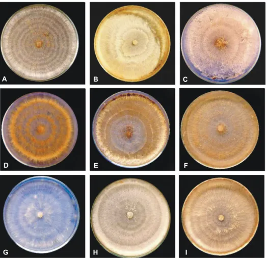 FIG.  1  –  Características  morfológicas  de  colônias  de  isolados  multinucleados  e  binucleados  de  Rhizoctonia  spp.;  A