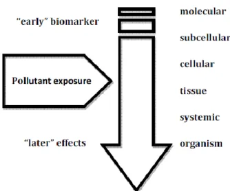 Figure  6-  Schematic  representation  of  the  sequential  order  of  responses  to  pollutant stress within a biological system
