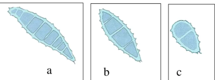 Figura 2. Macroconidia referente a Microsporum canis (a), Microsporum gypseum (b) e Microsporum nanum  (c) (Adaptado de Quinn et al., 1994)