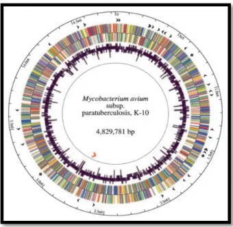 Figura 1.3. Representação esquemática do genoma de M. avium subsp. paratuberculosis K-10