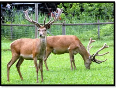 Figura 1.5. Espécie Cervus elaphus.  