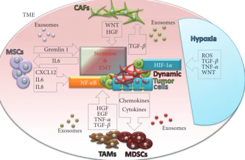 Figure 3: Tumor microenvironment and cancer cell phenotype. Schematic representation of TME in ﬂ uence on stemness and mesenchymal properties of cancer cells