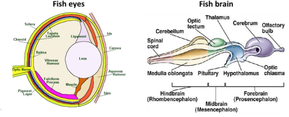 Figure  2:  Schematic  images  of  fish  eyes  (https://bit.ly/2Am0BFh)  and  brain  (with  the  identification  of  the  main  areas  distributed rostrocaudally) (https://bit.ly/2Ri985Y)