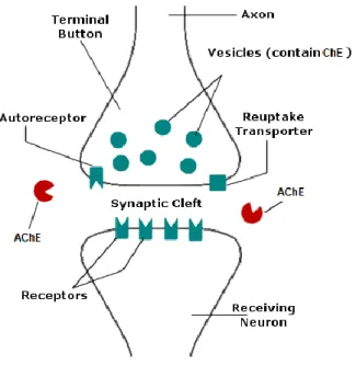 Figure 3:  Basic functioning of cholinergic neurotransmission (adapted from Randall et al