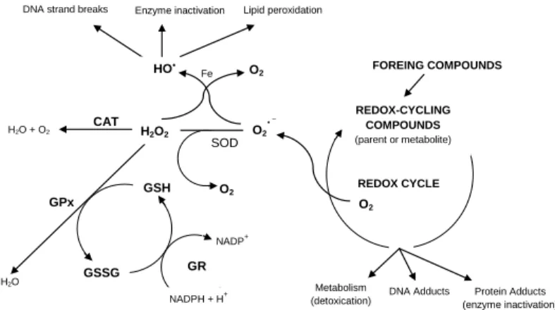 Figure 4: Antioxidant  defenses  dynamic 