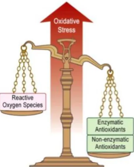 Figure  5:  Oxidative  stress  occurs  when  the  balance  highly  reactive  radicals  (oxidants)  and  antioxidants  tips  towards  the  oxidants (Adapted from Lee et al., 2010)