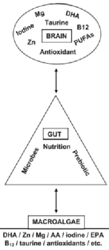 Figure  6:  Schematic  illustration  of  the  microbiota–gut–brain  axis  and  how  the  essential  brain  nutritional  elements  and  antioxidants are related to the contents of marine macroalgae