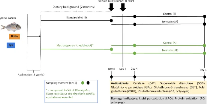 Figure 10: Design of the experiment with gilthead seabream (Sparus aurata). Prior to formalin exposure, the fish were  acclimatized during 3 weeks and after that the fish were divided in two groups and fed with a standard diet (S) and a  macroalgae-enriche