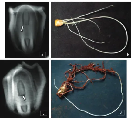 Figure 4. Ventral view of sweet corn seed (a) - FL class, 1 impact treatment - X-Ray image (b) - score 3.2 - and abnormal  seedling from germination test (c)