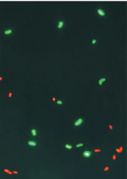 FIG.  1  -  Fluorescence  microscopy  of  Cmm  cells  labeled  with  Calcein AM (green fluorescence) and PI (red fluorescence).