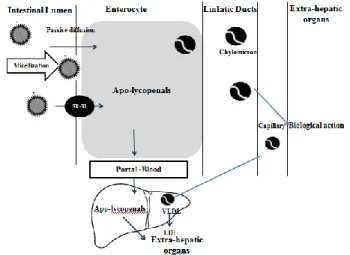Fig. 2 Schematic illustration of digestion and absorption of lycopene  in the small intestine 