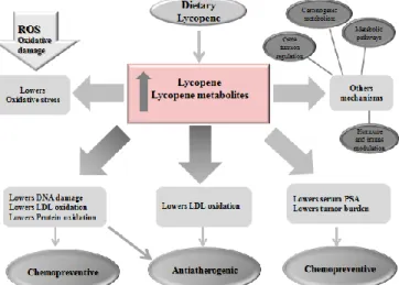 Fig. 5 Summary of potential mechanisms by which lycopene and its  metabolites prevent chronic diseases and cancer
