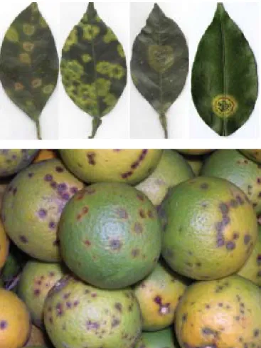 Fig. 5. Typical local lesion symptoms caused by CiLV-N in leaves (A) and fruits of sweet orange (C