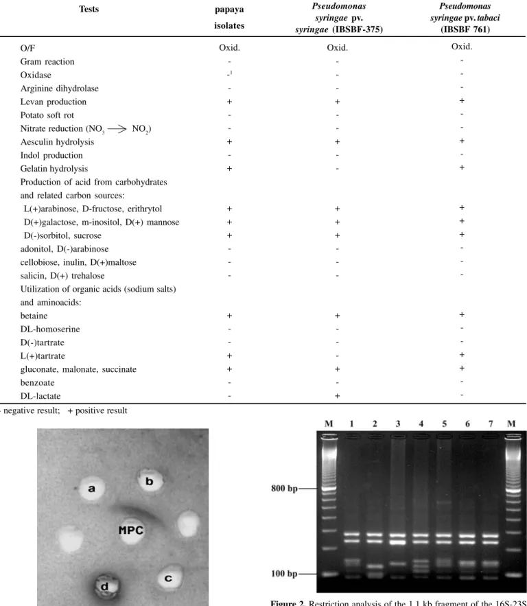 Figure 2. Restriction analysis of the 1.1 kb fragment of the 16S-23S rDNA spacer regions from different pathovars of Pseudomonas syringae.