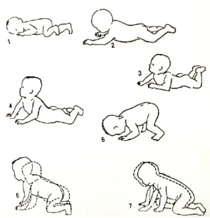 Figura 01 | Esquema das fases de desenvolvimento motor da criança retirado da publicação “Psicologia da criança” (1974)
