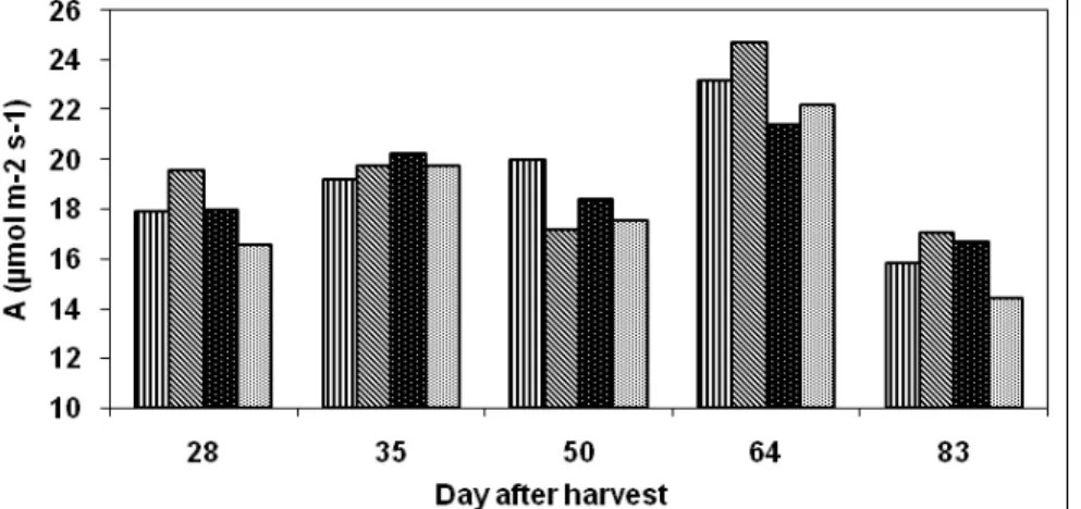FIGURE 3. Assimilation  of CO 2  of Mentha piperita L. grown in nutrient solution with different N, P, K and Mg  levels, mg L -1 , at several harvests.