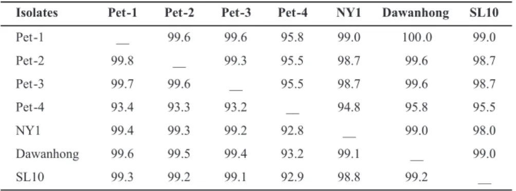 TABLE 1 - Pairwise percent identities of deduced amino acids (above diagonal line) and  nucleotides (below diagonal line) of the complete sequences of the coat protein gene among  the studied isolates and other Grapevine leafroll-associated virus 3 isolate