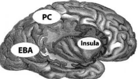 Figura 1 - três regiões corticais que mais atraíram a atenção dos investigadores enquanto zonas cerebrais  possivelmente especializadas para diferentes aspetos da consciência corporal (Berlucchi, &amp; Aglioti, 2010) 