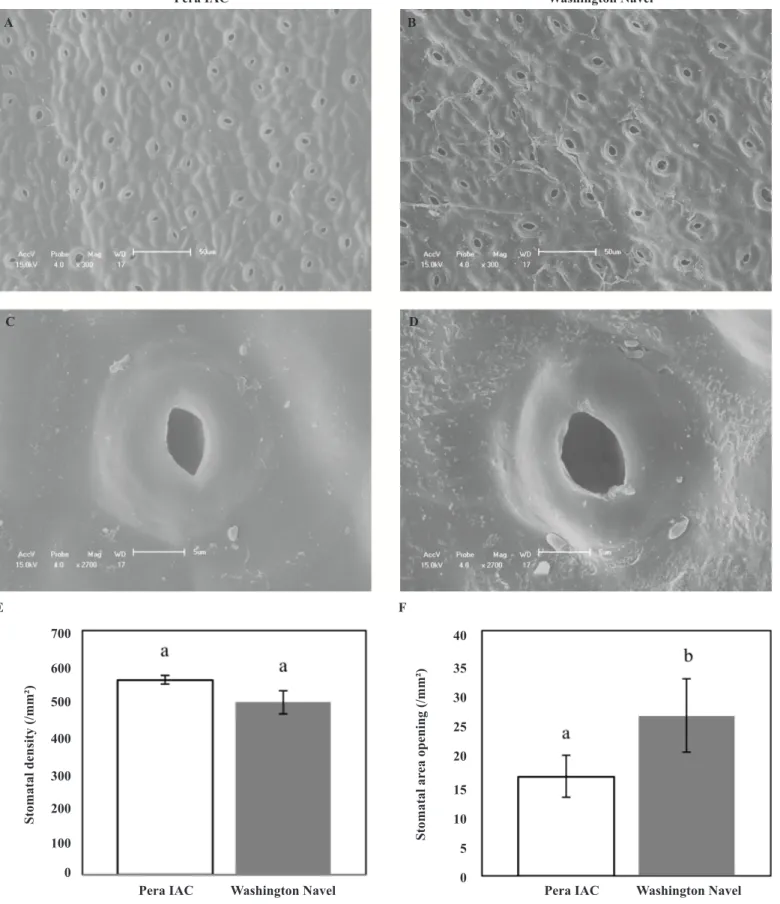 Figure 1. Comparison of stomatal characteristics on the abaxial surface of sweet orange varieties Pera IAC and Washington Navel prior to  inoculation with X