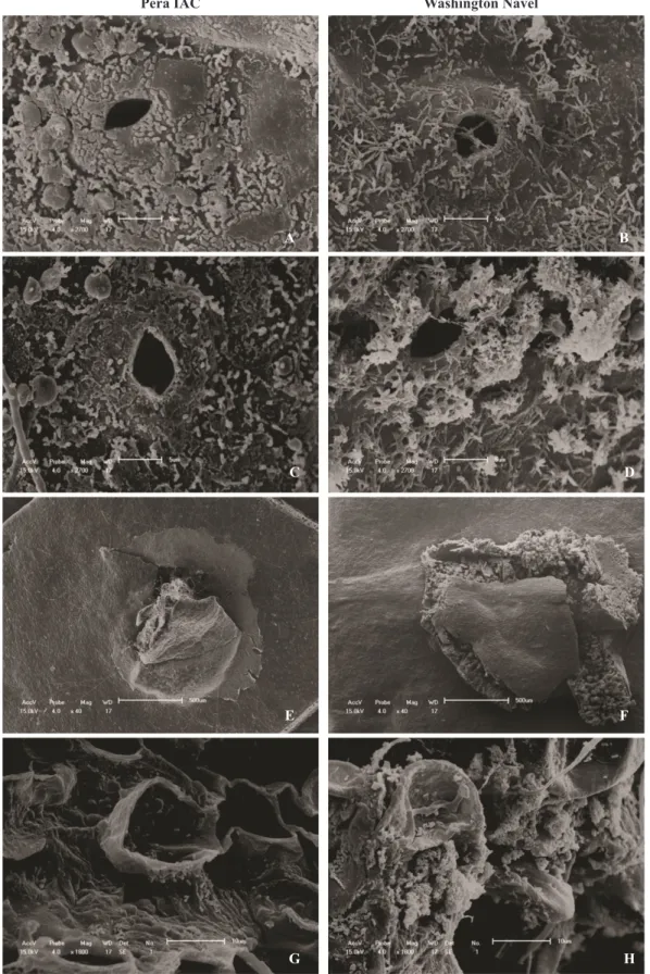 Figure 2. Comparison of colonization and infection at the wound inoculation site on the abaxial surface of sweet orange varieties Pera IAC and  Washington Navel after inoculation  with X