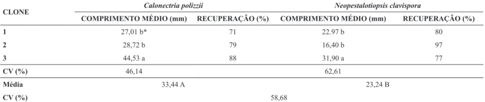 Tabela 2. Comprimento médio (mm) do apodrecimento das miniestacas e recuperação (%) após sete dias da inoculação de Calonectria polizzii  e Neopestalotiopsis clavispora