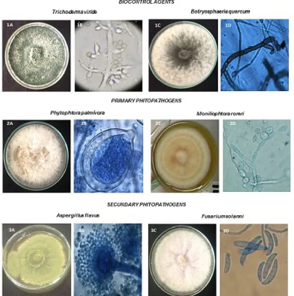 Figure 1. Macro and microscopic morphology of biocontrol agents and  phytopathogenic fungi isolated from soil and cocoa pod samples cultured  in PDA