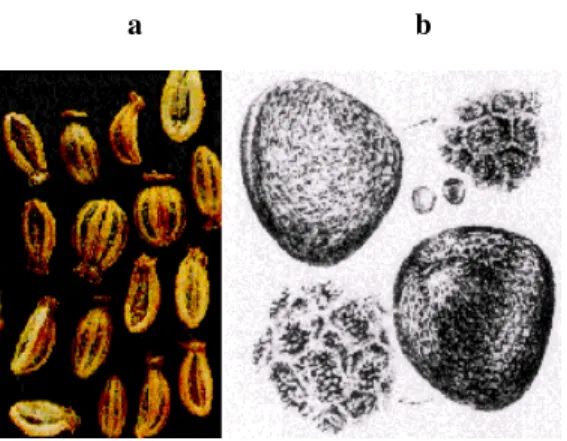 Figure 2 - (a) The seed viewed from the top.