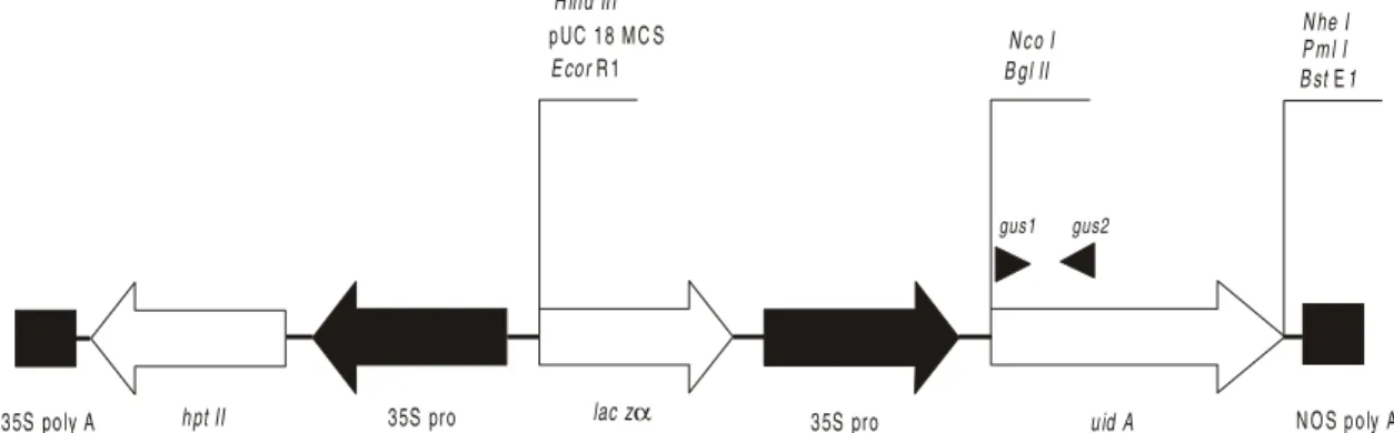 Figure 3 - Effect of the explant source on GUS expression in electroporated tissues of S