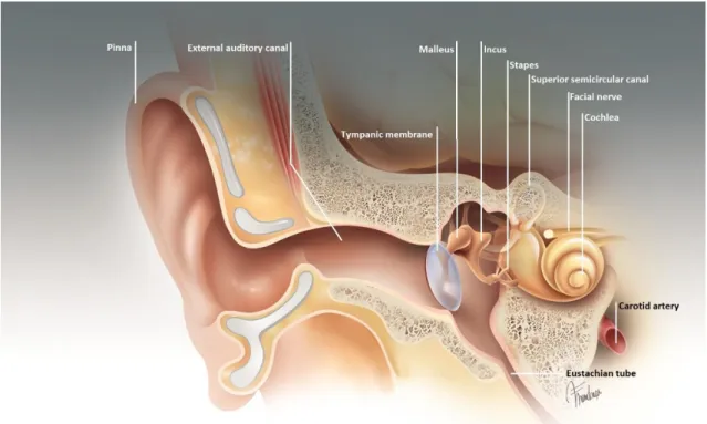 Figure 2.1-1 - Schematic view of the structures of the ear. 