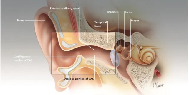 Figure 2.1-2 - Schematic view of the structure of the outer ear. 