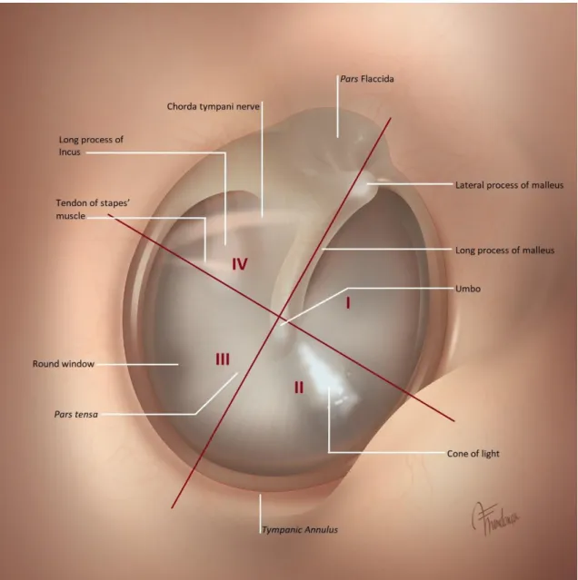 Figure 2.1-4  Anatomy of the tympanic membrane. 