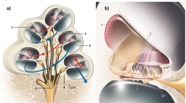 Figure 2.1-8 - Cochlea. a) Structures of cochlear channel; b) Cross-section of a single cochlear  turn