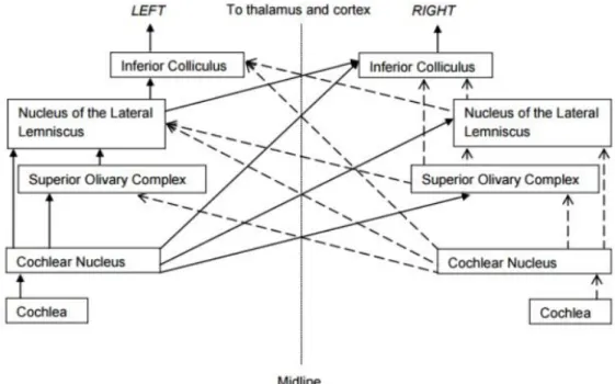 Figure 2.1-11 - Main nuclei involved in binaural hearing.  