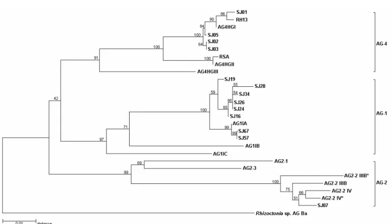 FIG. 1  - Neighbor-joining tree illustrating the distance relationships derived from sequences of the ITS-5.8S rDNA regions of AG-1, AG-2 and AG-4 isolates of Rhizoctonia solani, causing of foliar blight and hypocotyl rot, respectively of soybean (Glycine 